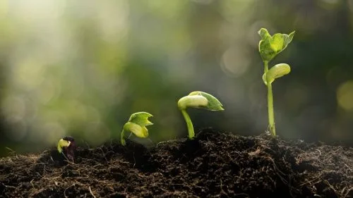 Abscisic acid and plant adaptation to abiotic stress
