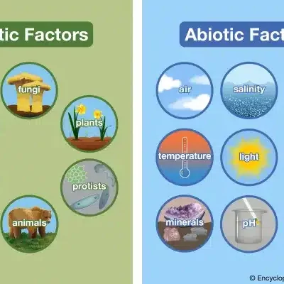 The difference between abiotic and biotic factors