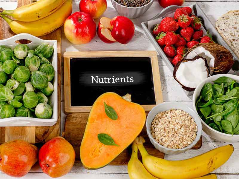 What are the 6 essential nutrients